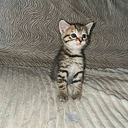 Lily participe au concours pour gagner de l'argent avec cette photo : animal, blanket, cat, curious, cute, domestic, ears, eyes, feline, fur, indoor, kitten, pet, sitting, small, soft, striped, tabby, whiskers, young