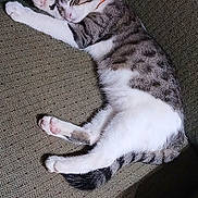 Luther is registered to the contest to win money with this photo: animal, cat, couch, cozy, cute, domestic, feline, fur, home, indoor, napping, paw, pet, quiet, relaxing, resting, sleeping, soft, tabby, whiskers