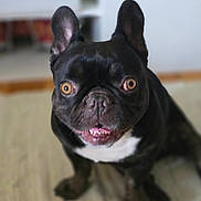 Happy participe au concours pour gagner de l'argent avec cette photo : dog, french_bulldog, black_dog, pet, animal, indoor, floor, closeup, sitting, cute, tongue, teeth, ears, white_patch, canine, looking_at_camera, domestic_animal, face, fur, expression
