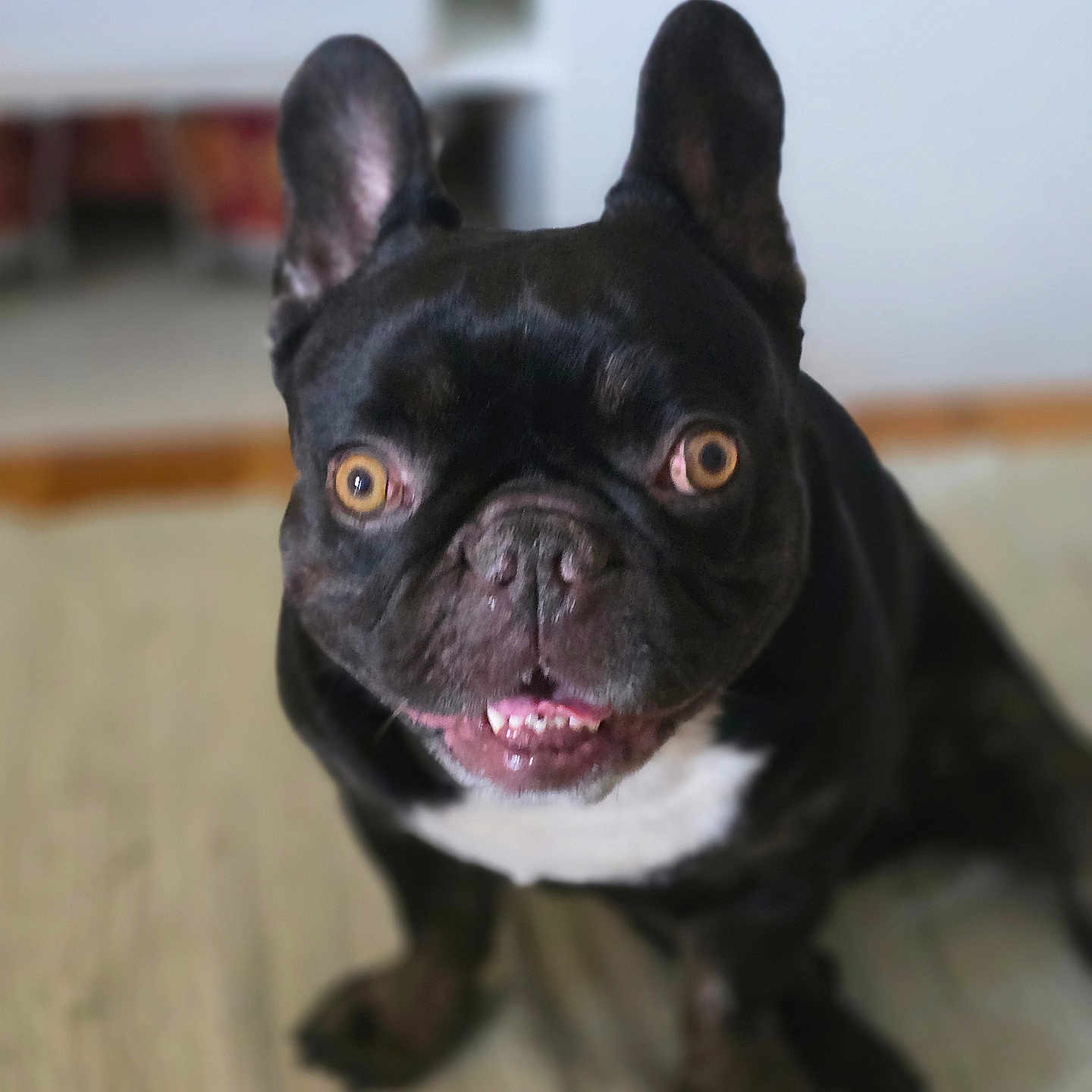Happy participe au concours pour gagner de l'argent avec cette photo : animal, black_dog, canine, closeup, cute, dog, domestic_animal, ears, expression, face, floor, french_bulldog, fur, indoor, looking_at_camera, pet, sitting, teeth, tongue, white_patch
