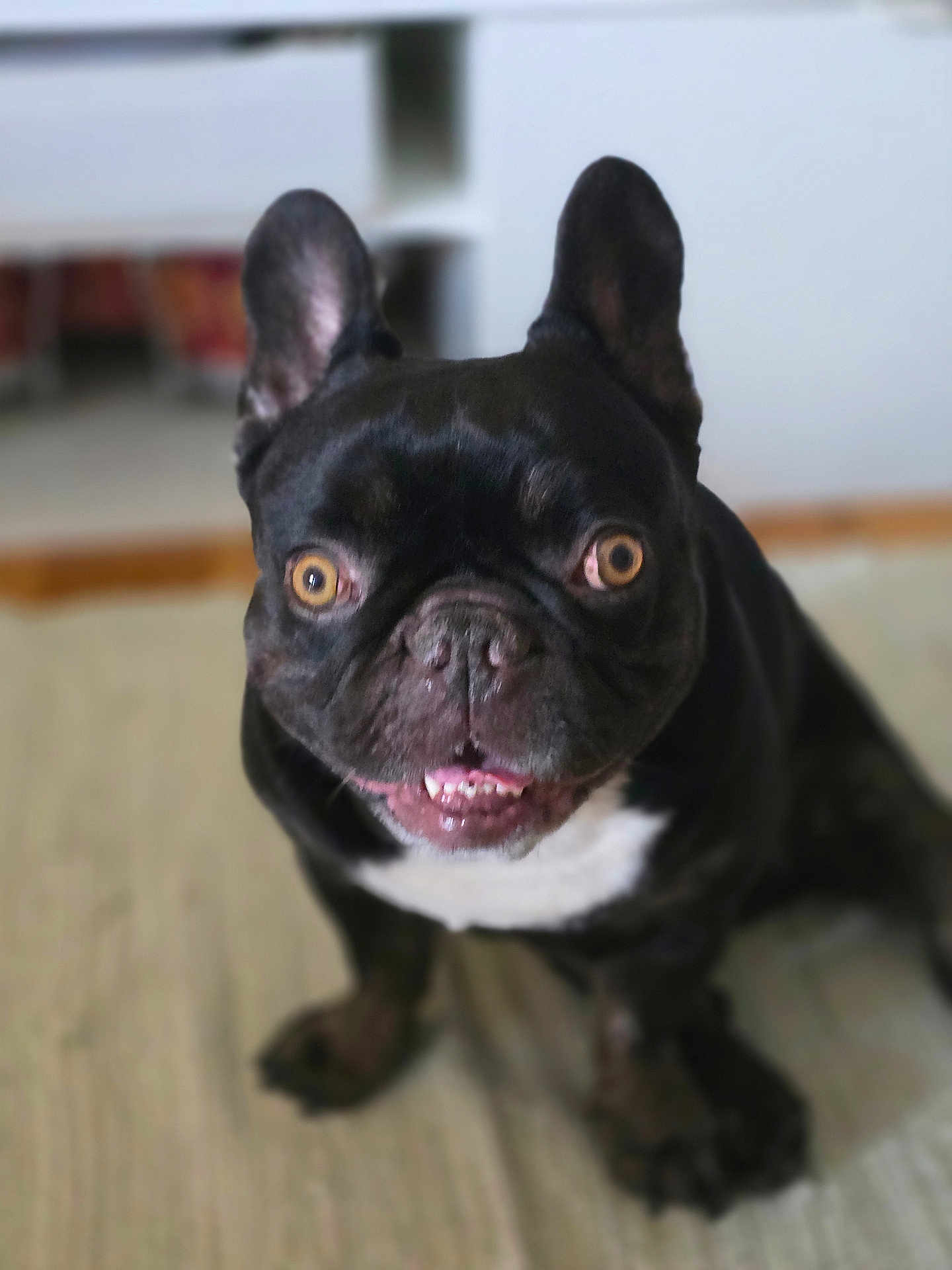 Happy participe au concours pour gagner de l'argent avec cette photo : dog, french_bulldog, black_dog, pet, animal, indoor, floor, closeup, sitting, cute, tongue, teeth, ears, white_patch, canine, looking_at_camera, domestic_animal, face, fur, expression