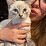 Athéna participe au concours pour gagner de l'argent avec cette photo : affection, blue_eyes, cat, close_up, cozy, curious, cute, face, feline, glasses, hair, hand, holding, indoor, kitten, person, pet, portrait, white_sweater, young
