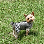 Bruno joined the competition — help win amazing prizes! dog, yorkshire_terrier, grass, outdoor, pet, small_dog, animal, fur, ears, cute, standing, greenery, nature, canine, mammal, portrait, daylight, looking, adorable, silky_fur