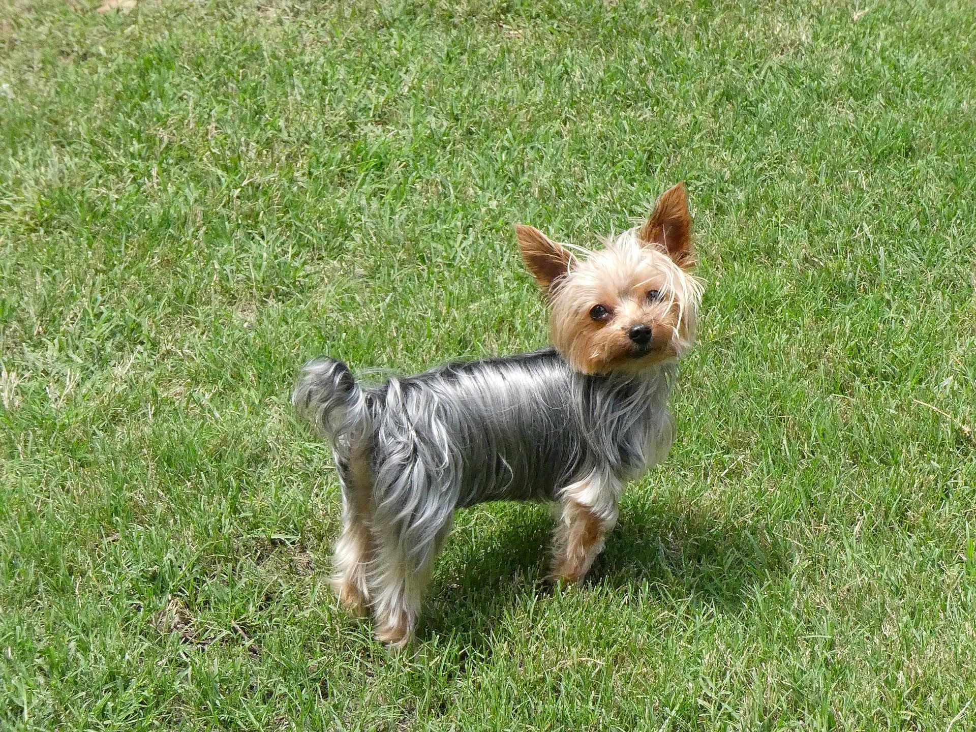 Bruno