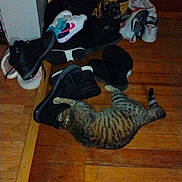 Cleo is registered to the contest to win money with this photo: animal, boots, casual, cat, clutter, collar, cozy, domestic, flooring, footwear, indoor, messy, pet, playful, resting, shoes, sneakers, striped, tabby_cat, wooden_floor