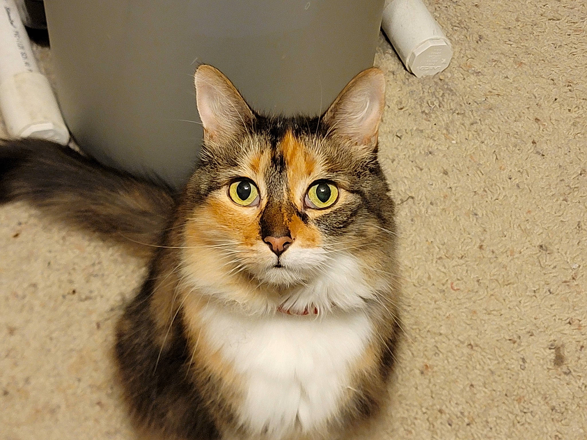 Nipa joined the competition — help win amazing prizes! carnivore, cat, domestic_short_haired_cat, door, felidae, fur, paw, small_to_medium_sized_cats, snout, terrestrial_animal, whiskers, window