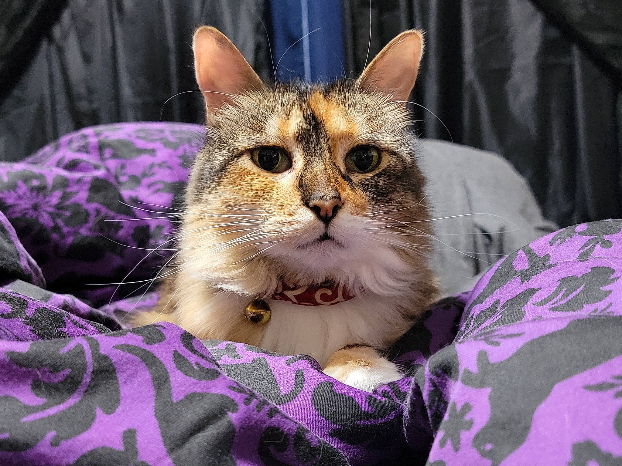 Nipa joined the competition — help win amazing prizes! carnivore, cat, claw, comfort, domestic_short_haired_cat, event, felidae, fur, pattern, paw, purple, sitting, small_to_medium_sized_cats, snout, tree, whiskers