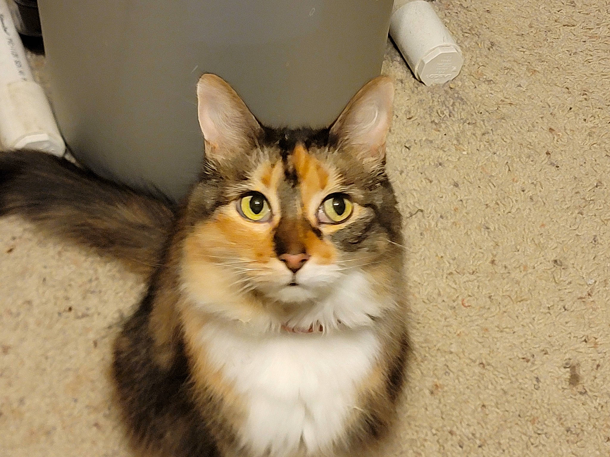 Nipa joined the competition — help win amazing prizes! carnivore, cat, domestic_short_haired_cat, felidae, fur, paw, small_to_medium_sized_cats, tail, terrestrial_animal, whiskers, window