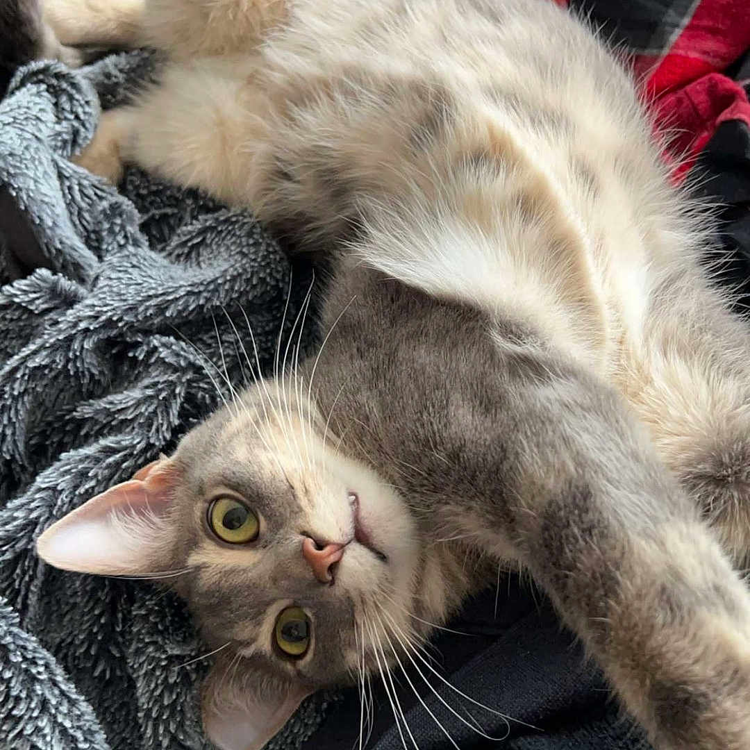 Rio a rejoint le concours — aidez-le/la à gagner de superbes lots ! abyssinian, animal, blanket, cat, kitten, laundry, manx, person, pet, quilt, sleeping