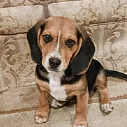 Gunner joined the competition — help win amazing prizes! adorable, animal, beagle, black, brown, canine, carpet, cute, dog, ears, floor, fur, indoor, looking, pet, portrait, puppy, sitting, white, young