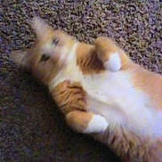 Meowmeow joined the competition — help win amazing prizes! cat, orange_cat, white_fur, carpet, lying_down, relaxed, indoor, pet, feline, blurred, out_of_focus, fur, paws, cute, animal, domestic_cat, resting, home, soft, texture