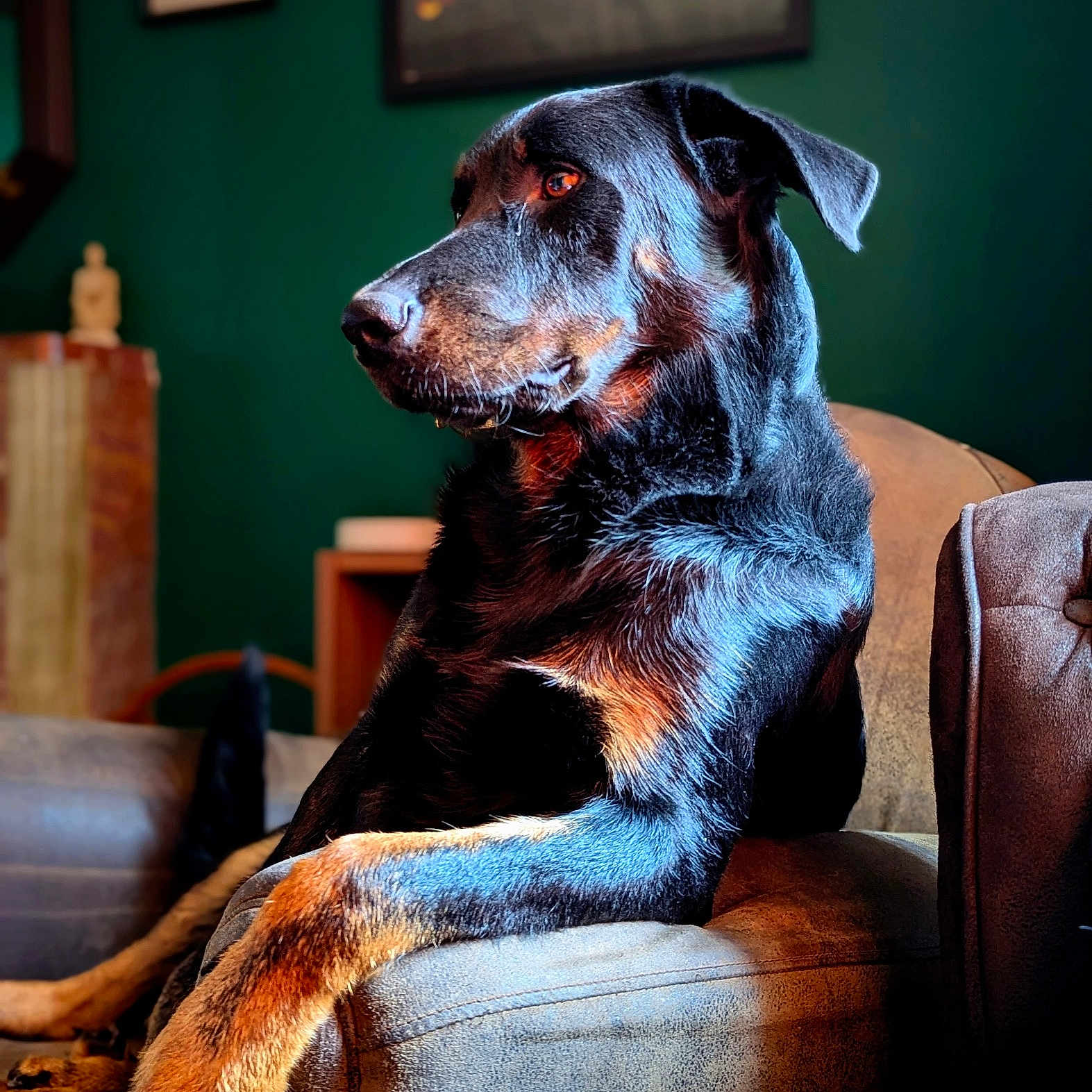 Drax a rejoint le concours — aidez-le/la à gagner de superbes lots ! animal, architecture, armchair, building, canine, chair, couch, dog, furniture, homedecor, hound, indoors, interiordesign, labradorretriever, livingroom, pet, pointer, puppy, room, terrier