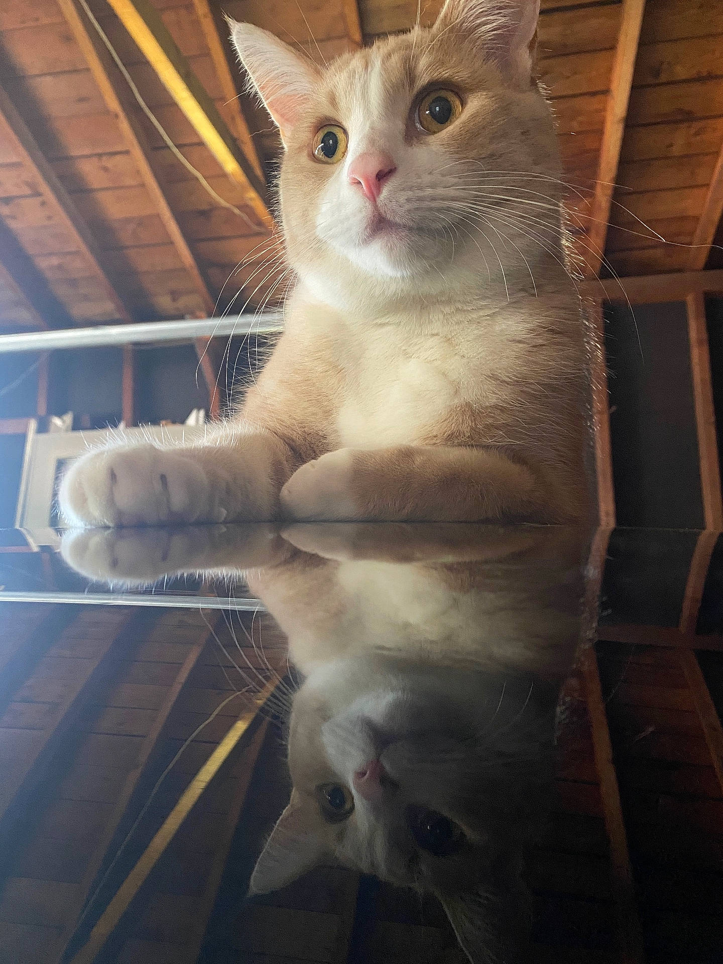 Biscuit joined the competition — help win amazing prizes! animal, calm, cat, close_up, cute, eyes, fur, indoor, mirror, nose, orange_cat, paws, pet, portrait, reflection, resting, soft_light, whiskers, white_cat, wooden_ceiling