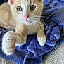 Biscuit joined the competition — help win amazing prizes! kitten, cat, paw, fur, whiskers, blanket, purple, curious, closeup, pet, animal, soft, cozy, cute, indoor, feline, young, playful, nose, ears
