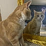 Biscuit joined the competition — help win amazing prizes! cat, mirror, reflection, orange_cat, white_cat, carpet, gold_frame, indoor, tapestry, moon, starry_sky, curious, pet, feline, portrait, animal, whiskers, ears, face, sitting