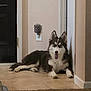 Xena is registered to the contest to win money with this photo: animal, ball, bodypart, canine, dog, door, eskimodog, husky, indoors, interiordesign, mat, mouth, person, pet, puppy, sport, tennis, tennisball, tongue, window