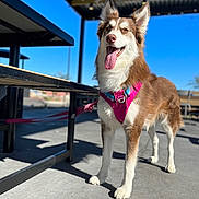 Xena joined the competition — help win amazing prizes! accessories, animal, architecture, bodypart, building, canine, dog, eskimodog, husky, leash, mouth, outdoors, person, pet, puppy, shelter, strap, walkingdog, water, waterfront