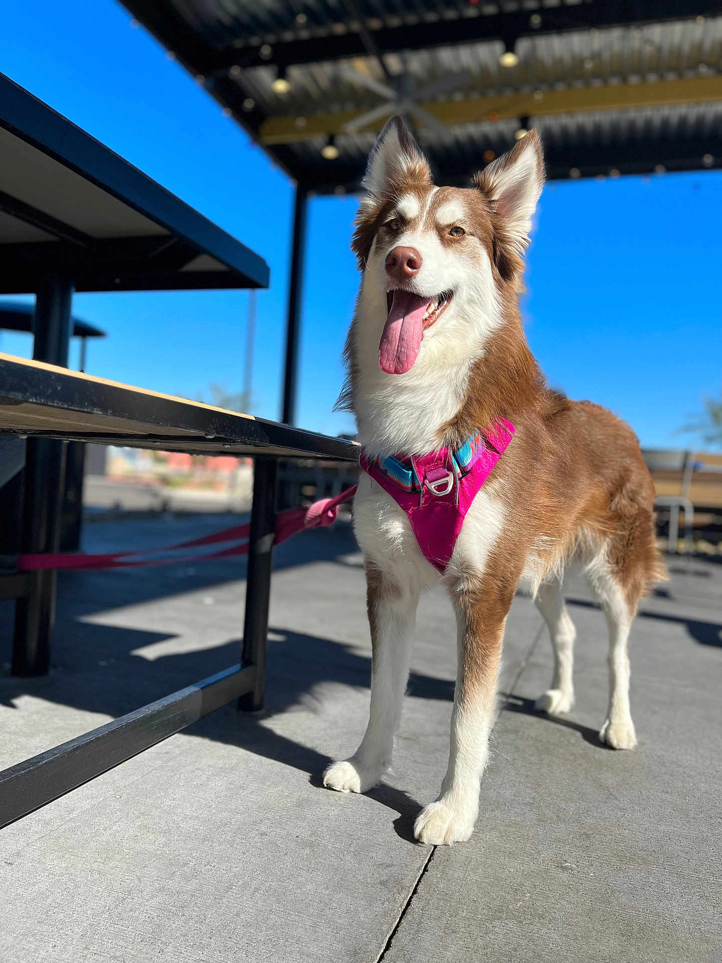 Xena joined the competition — help win amazing prizes! accessories, animal, architecture, bodypart, building, canine, dog, eskimodog, husky, leash, mouth, outdoors, person, pet, puppy, shelter, strap, walkingdog, water, waterfront