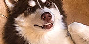 Xena joined the competition — help win amazing prizes! animal, bodypart, canine, dog, eskimodog, husky, mouth, person, pet, puppy, snout, whitedog
