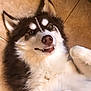 animal, bodypart, canine, dog, eskimodog, husky, mouth, person, pet, puppy, snout, whitedog