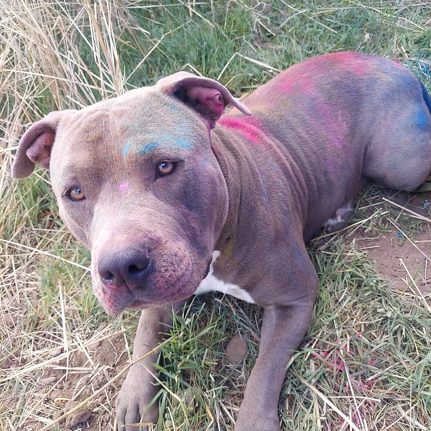 Luna joined the competition — help win amazing prizes! dog, grass, dry_straw, paint_splatter, colorful, outdoor, animal, pet, brown_dog, laying_down, close_up, canine, festive, playful, nature, field, pink_bottle, fur, eyes, snout