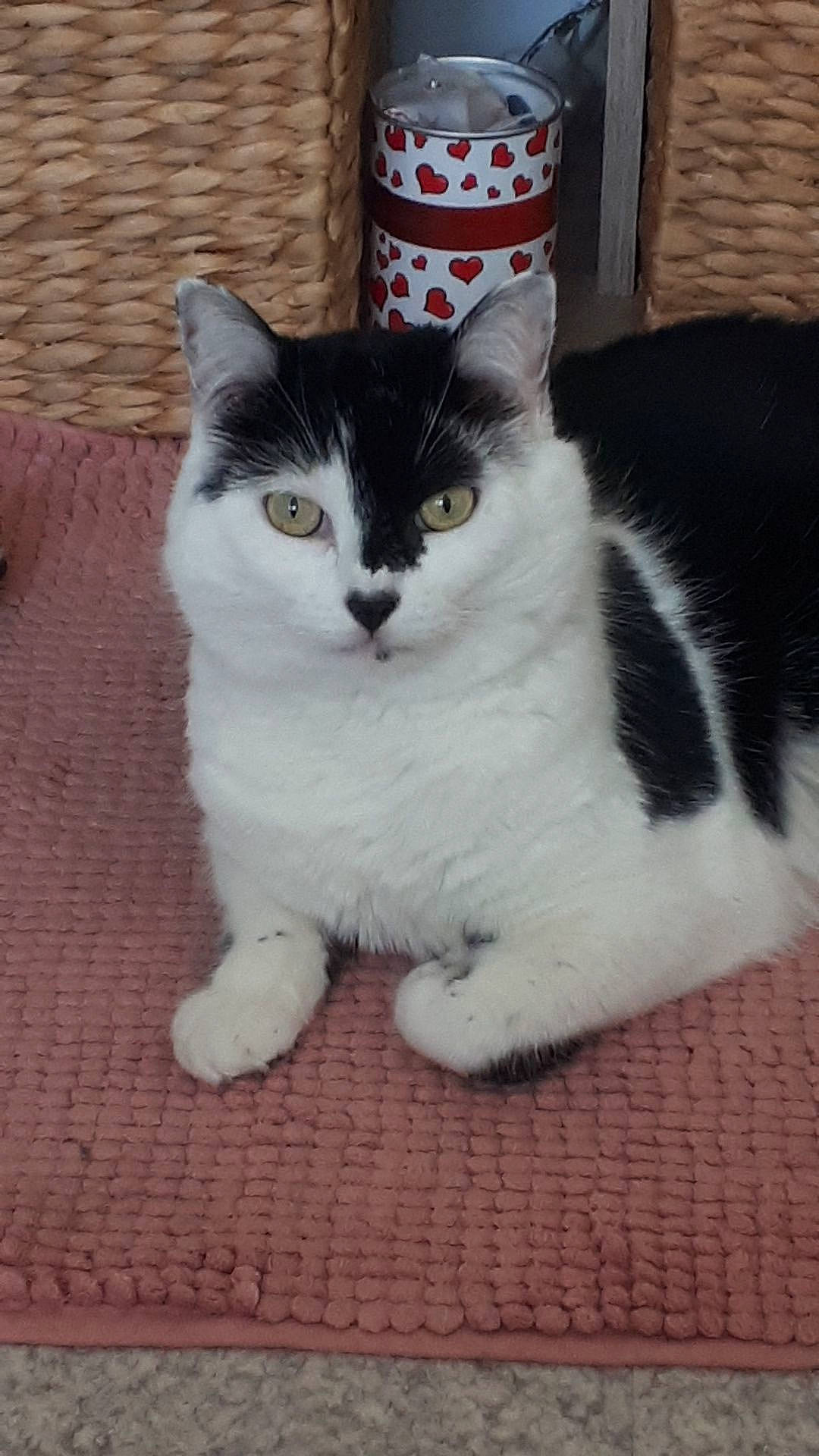 Cracotte a rejoint le concours — aidez-le/la à gagner de superbes lots ! carnivore, cat, comfort, domestic_short_haired_cat, felidae, flooring, foot, fur, grey, paw, sitting, small_to_medium_sized_cats, snout, tail, terrestrial_animal, whiskers