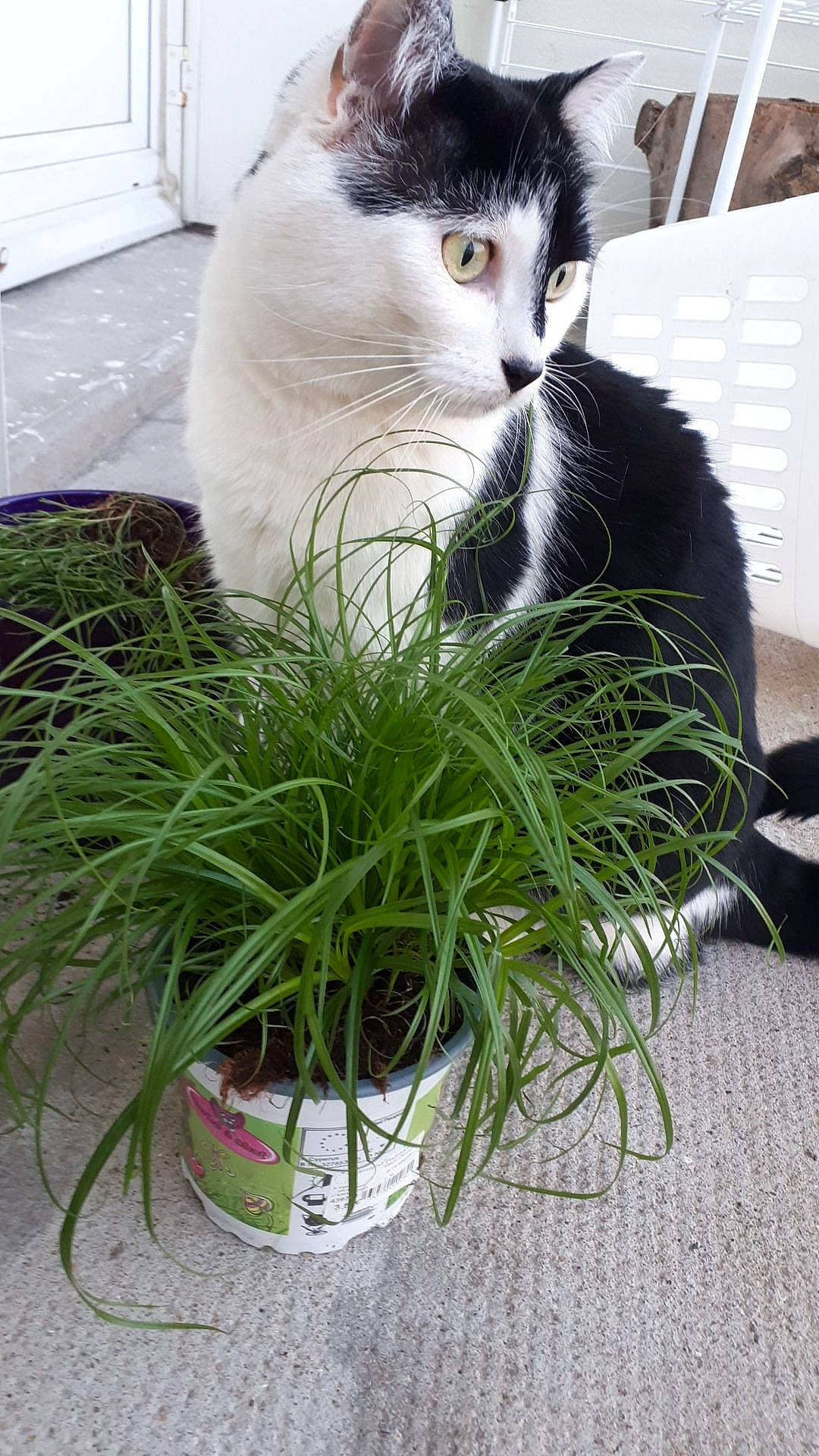 Cracotte a rejoint le concours — aidez-le/la à gagner de superbes lots ! carnivore, cat, domestic_short_haired_cat, eye, felidae, flowerpot, fur, grass, grass_family, herb, houseplant, iris, paw, plant, sitting, small_to_medium_sized_cats, snout, tail, tree, whiskers