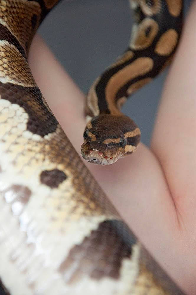 Kiwi joined the competition — help win amazing prizes! boa, boa_constrictor, burmese_python, colubridae, hognose_snake, kingsnake, python, python_family, rattlesnake, reptile, scaled_reptile, serpent, snake, terrestrial_animal, viper