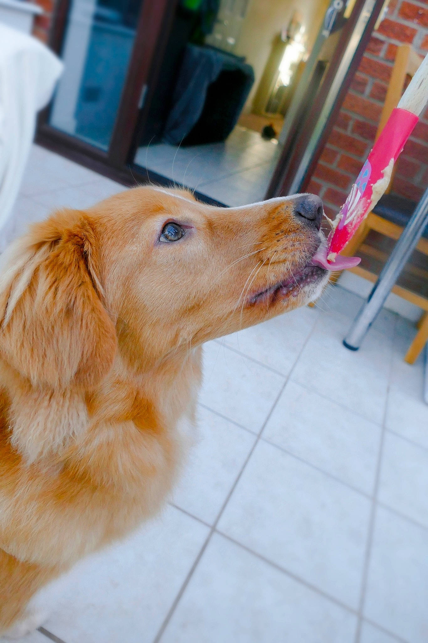 Mako joined the competition — help win amazing prizes! canidae, carnivore, companion_dog, dog, dog_breed, ear, fawn, floor, fur, golden_retriever, hovawart, mammal, retriever, snout, sporting_group, working_dog