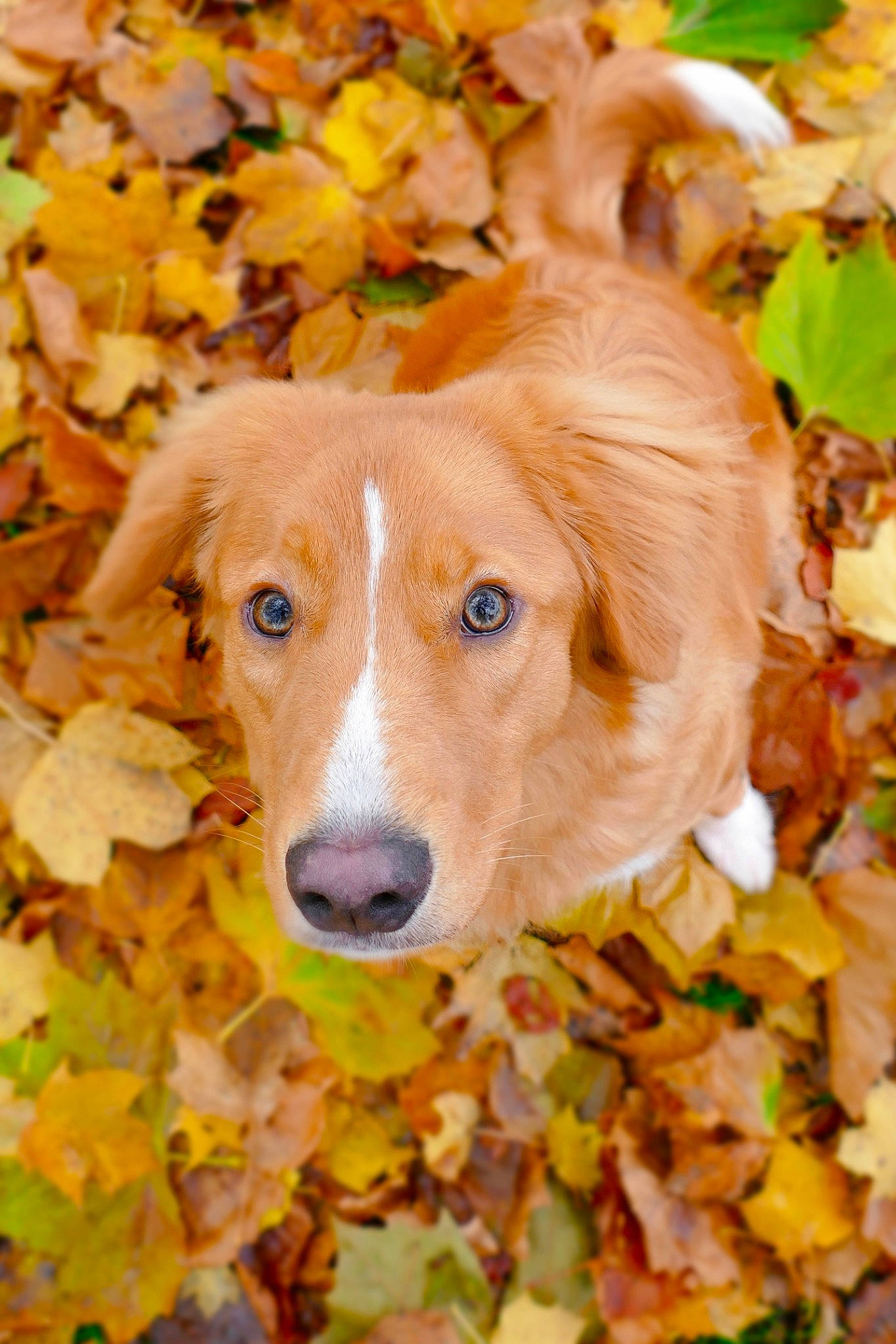 Mako joined the competition — help win amazing prizes! autumn, canidae, carnivore, companion_dog, dog, dog_breed, fawn, leaf, nova_scotia_duck_tolling_retriever, plant, snout, sporting_group, tree