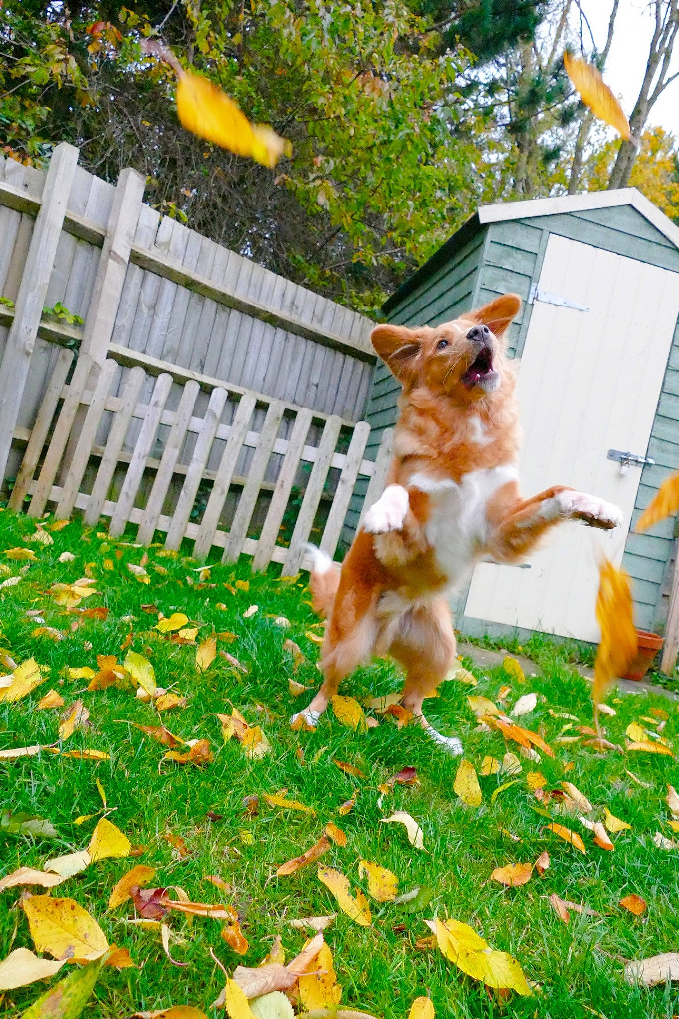 Mako is registered to the contest to win money with this photo: autumn, canidae, carnivore, companion_dog, dog, dog_breed, fawn, grass, leaf, plant, sporting_group