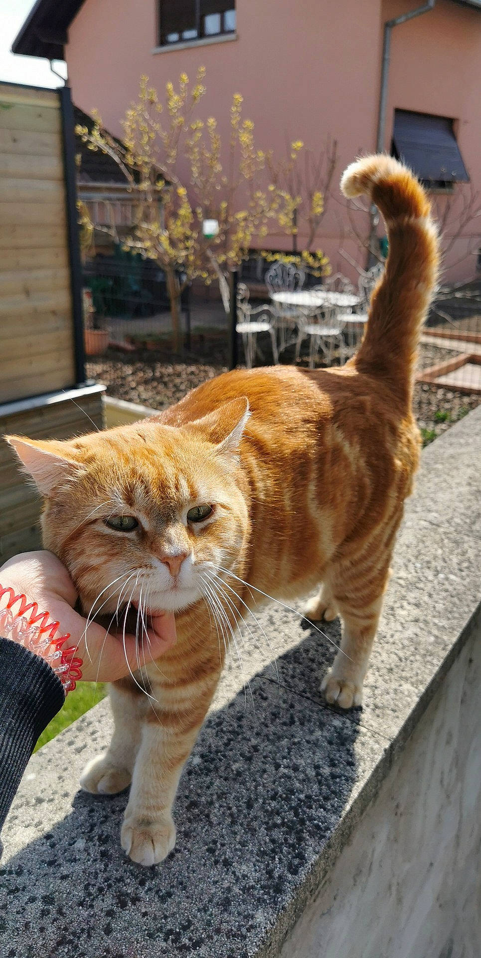 Lucky participe au concours pour gagner de l'argent avec cette photo : aegean_cat, arabian_mau, asian, carnivore, cat, domestic_short_haired_cat, european_shorthair, fawn, felidae, mammal, polydactyl_cat, small_to_medium_sized_cats, snout, tabby_cat, tail, vertebrate, whiskers