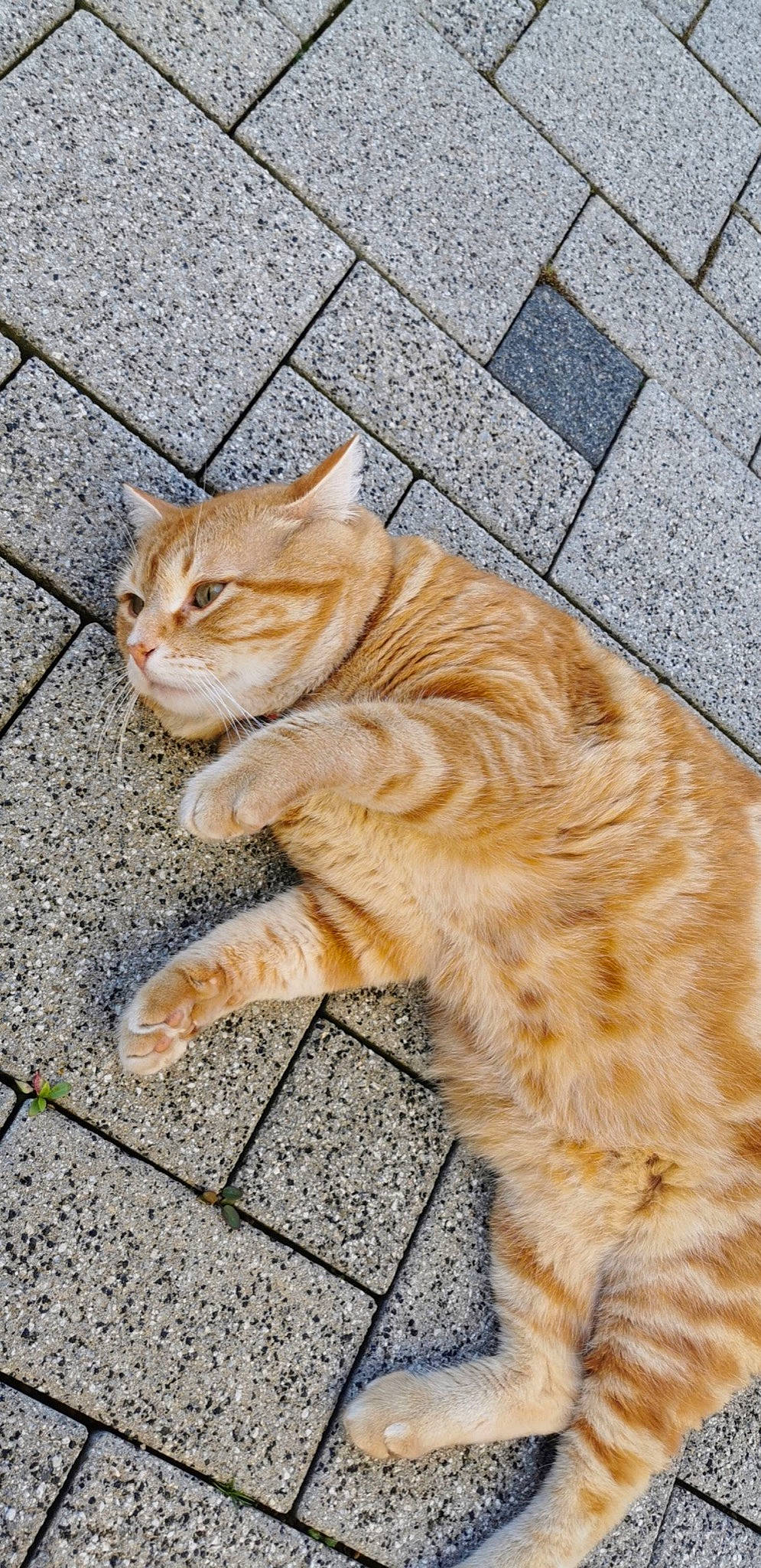 Lucky participe au concours pour gagner de l'argent avec cette photo : aegean_cat, arabian_mau, asian, carnivore, cat, claw, cymric, domestic_short_haired_cat, dragon_li, european_shorthair, fawn, felidae, fur, kurilian_bobtail, polydactyl_cat, small_to_medium_sized_cats, tabby_cat, tail, whiskers