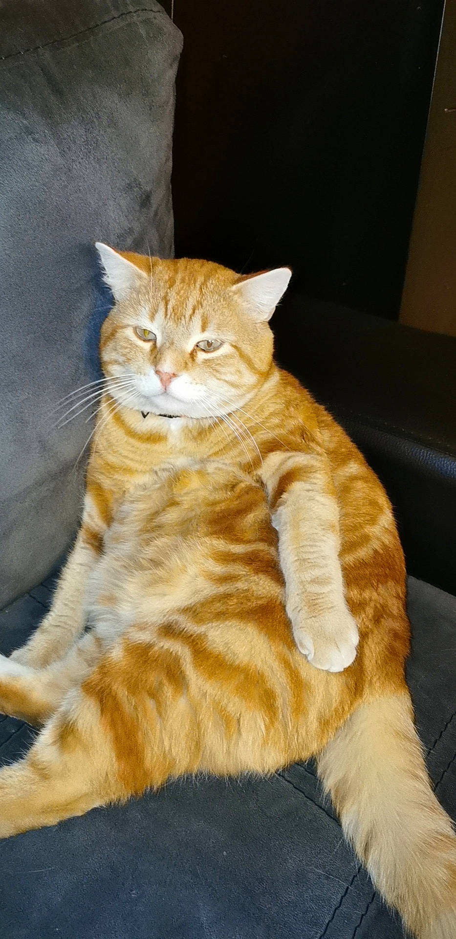 Lucky a rejoint le concours — aidez-le/la à gagner de superbes lots ! arabian_mau, asian, carnivore, cat, cymric, domestic_short_haired_cat, european_shorthair, fawn, felidae, fur, german_rex, mammal, small_to_medium_sized_cats, tabby_cat, tail, whiskers