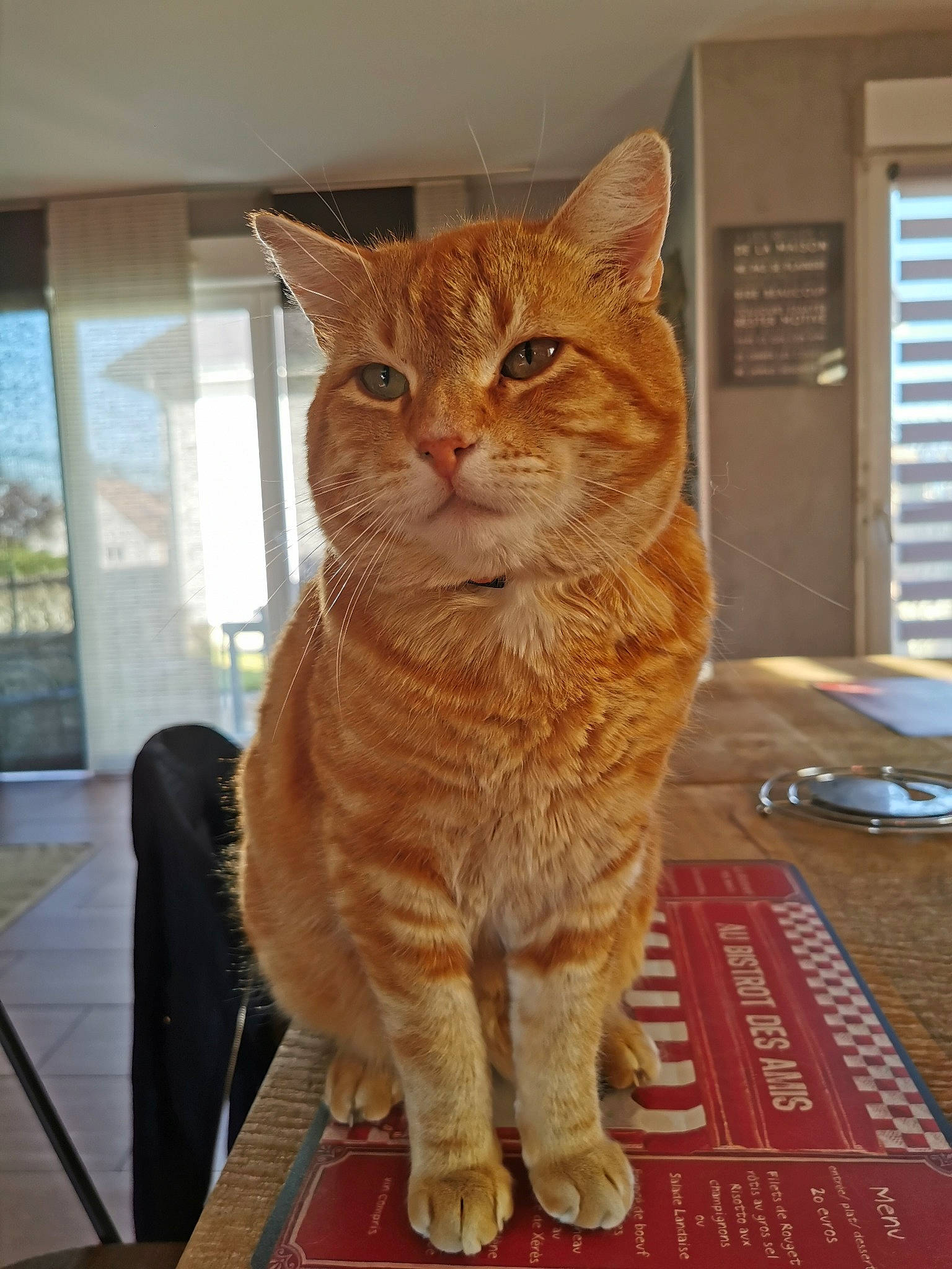 Lucky participe au concours pour gagner de l'argent avec cette photo : american_shorthair, arabian_mau, asian, carnivore, cat, domestic_short_haired_cat, european_shorthair, fawn, felidae, german_rex, kurilian_bobtail, mammal, small_to_medium_sized_cats, tabby_cat, vertebrate, whiskers