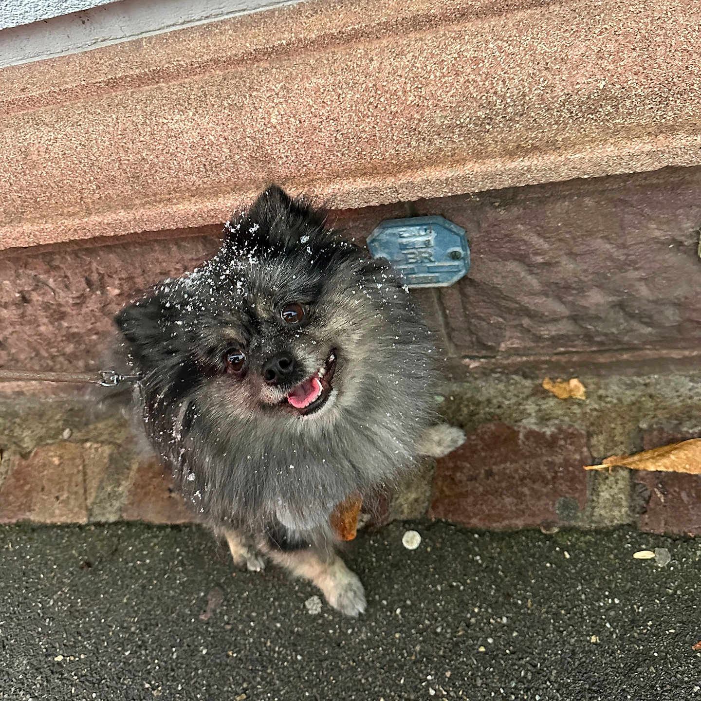 Taïga a rejoint le concours — aidez-le/la à gagner de superbes lots ! affenpinscher, animal, architecture, bodypart, building, canine, cockerspaniel, dog, mouth, papillon, person, pet, poodle, puppy, road, rock, slate, terrier, wall, wood