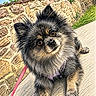 dog, pomeranian, fluffy, outdoor, sidewalk, stone_wall, leash, curious, pet, animal, furry, small_dog, sky, grass, sunny, nature, close_up, portrait, cute, canine