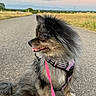 Taïga a rejoint le concours — aidez-le/la à gagner de superbes lots ! dog, pomeranian, leash, harness, road, outdoor, sunset, grass, field, mountains, fur, pet, animal, nature, side_view, sitting, canine, scenic, landscape, cute