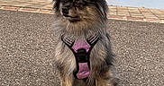 Taïga a rejoint le concours — aidez-le/la à gagner de superbes lots ! dog, pomeranian, purple_harness, sitting, pavement, outdoor, fur, pet, small_dog, animal, cute, fluffy, window, shutters, sidewalk, street, daylight, calm, alert, portrait