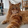 Urkan participe au concours pour gagner de l'argent avec cette photo : cat, maine_coon, orange_cat, fluffy_fur, stretching_paw, indoor, window, natural_light, striped_surface, furniture, wooden_chair, relaxed, pet, animal, whiskers, ears, close_up, portrait, home, cozy