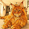 cat, maine_coon, orange_cat, fluffy_fur, pet, indoor, home, living_room, furniture, stairs, lamp, portrait, animal, whiskers, relaxed, close_up, feline, house, cozy, sketch_effect