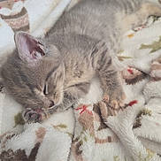 Roxy is registered to the contest to win money with this photo: animal, blanket, cat, comfort, cozy, cute, domestic, fur, gray, indoor, kitten, nap, paw, pet, relaxation, resting, sleeping, soft, tabby, warm