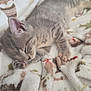 animal, blanket, cat, comfort, cozy, cute, domestic, fur, gray, indoor, kitten, nap, paw, pet, relaxation, resting, sleeping, soft, tabby, warm