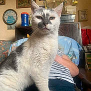 Evil participe au concours pour gagner de l'argent avec cette photo : animal, birdcage, black_and_white, cat, clock, closeup, cozy, curious, decor, furniture, household, indoor, lap, person, pet, portrait, relaxed, seated, striped_shirt, whiskers