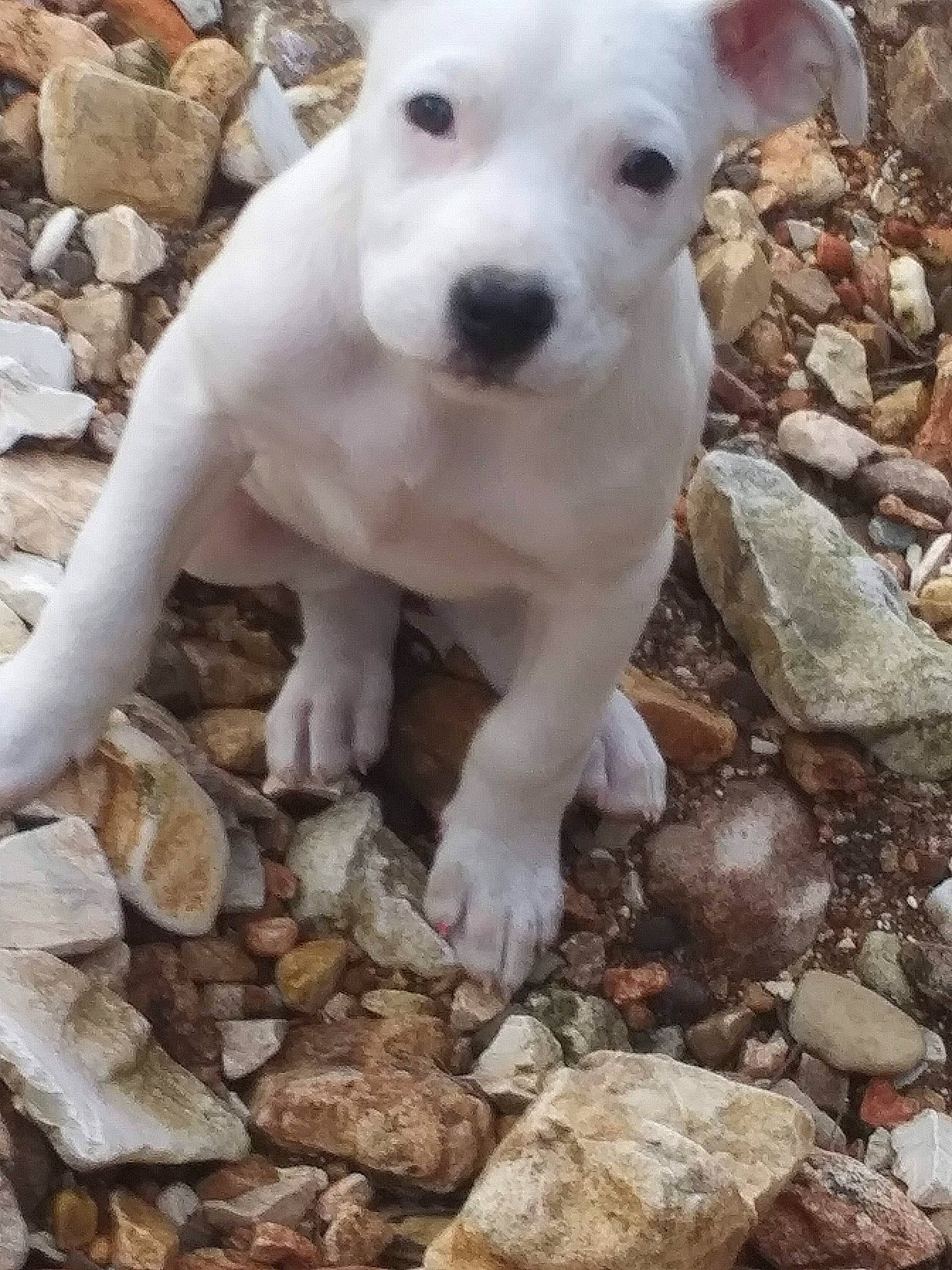 Albi is registered to the contest to win money with this photo: ancient_dog_breeds, canidae, carnivore, collar, companion_dog, dog, dog_breed, dog_collar, fawn, non_sporting_group, pebble, rock, rubble, snout, soil, sporting_group, street_dog, tail, terrestrial_animal, working_animal