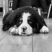 Anouk a rejoint le concours — aidez-le/la à gagner de superbes lots ! puppy, dog, black_and_white, floor, wooden_floor, paw, cute, pet, animal, indoor, lying_down, close_up, adorable, fur, young_dog, resting, face, nostrils, ears, expression