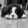 puppy, dog, black_and_white, floor, wooden_floor, paw, cute, pet, animal, indoor, lying_down, close_up, adorable, fur, young_dog, resting, face, nostrils, ears, expression