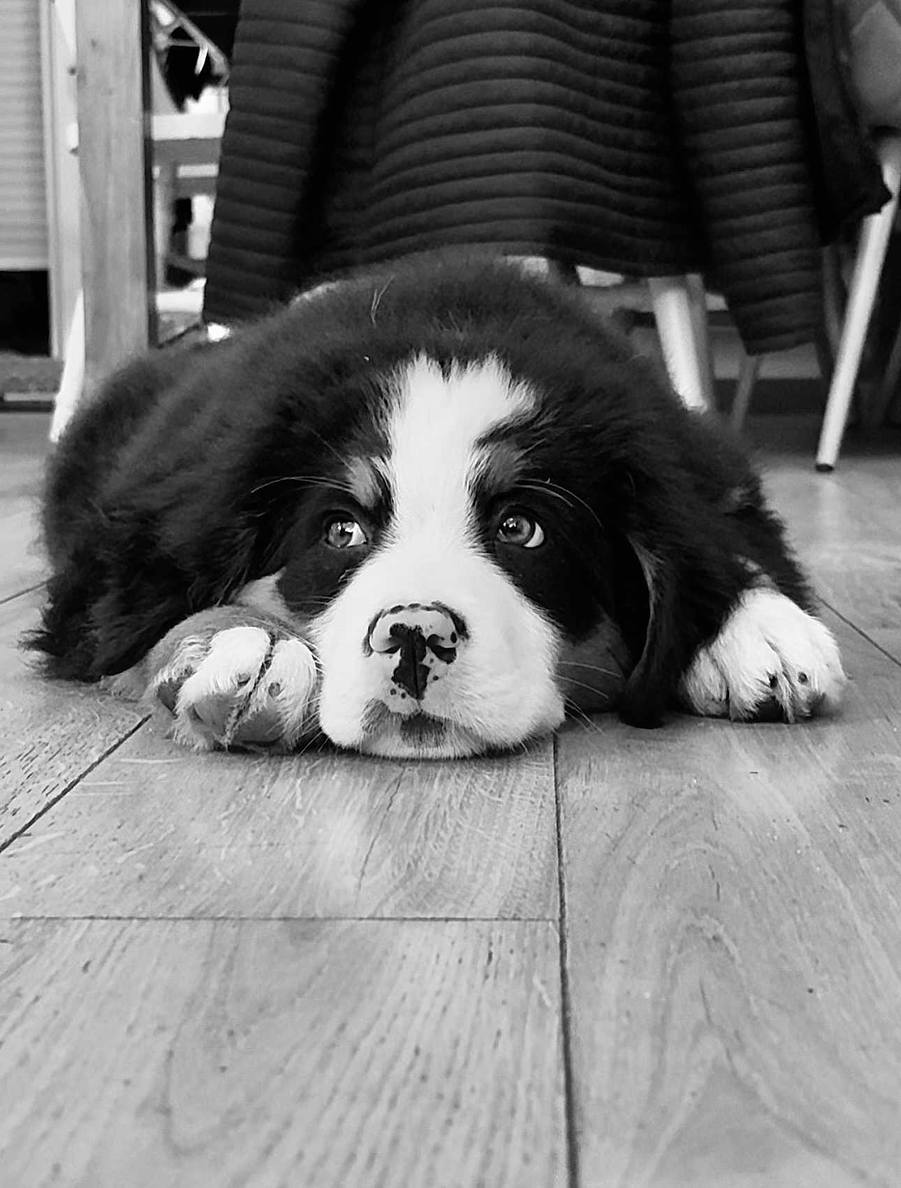 Anouk a rejoint le concours — aidez-le/la à gagner de superbes lots ! puppy, dog, black_and_white, floor, wooden_floor, paw, cute, pet, animal, indoor, lying_down, close_up, adorable, fur, young_dog, resting, face, nostrils, ears, expression