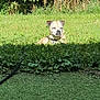 dog, grass, outdoor, sunlight, nature, greenery, pet, canine, sitting, animal, leafy, shrub, daylight, small_dog, fur, relaxed, sunny, yard, quiet, resting