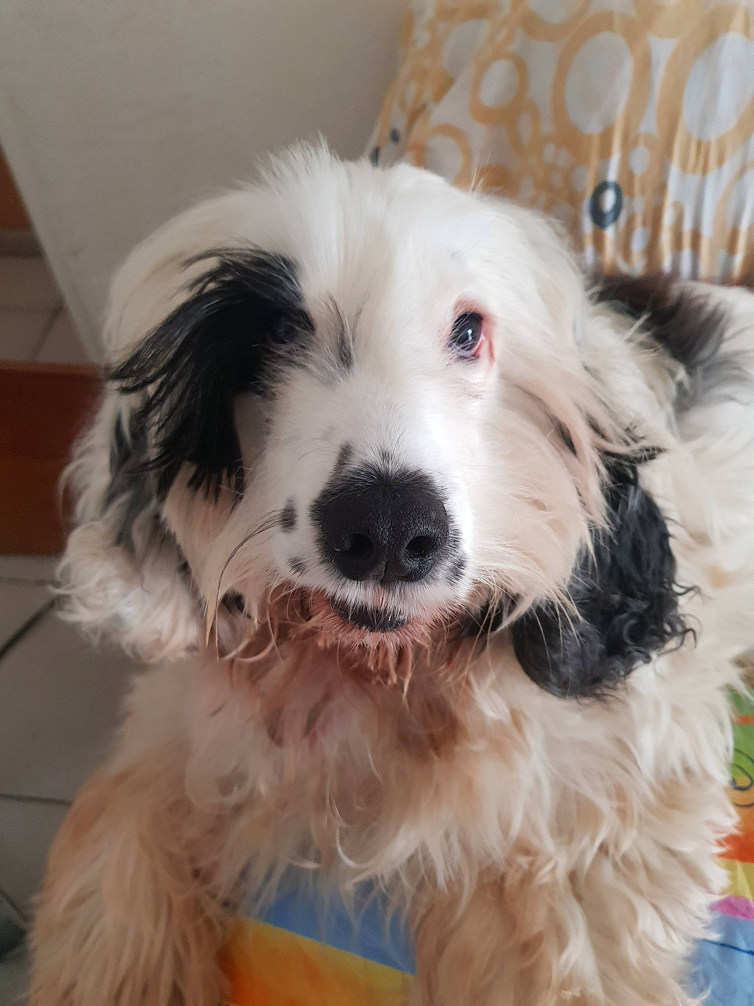 Jim participe au concours pour gagner de l'argent avec cette photo : bearded_collie, briquet_griffon_vendeen, canidae, carnivore, companion_dog, dog, dog_breed, havanese, kyi_leo, mammal, old_english_sheepdog, petit_basset_griffon_vendeen, polish_lowland_sheepdog, puppy, rare_breed_dog, sporting_group, sporting_lucas_terrier, terrier, tibetan_terrier, vertebrate